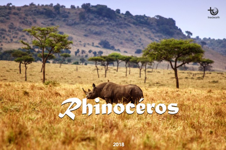 Les rhinocéros en danger critique d’extinction